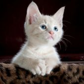 секс знакомства в г Черновцы
