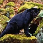 Секс знакомства в г Краматорск
