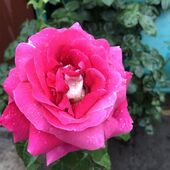 знакомства в г Мариуполь